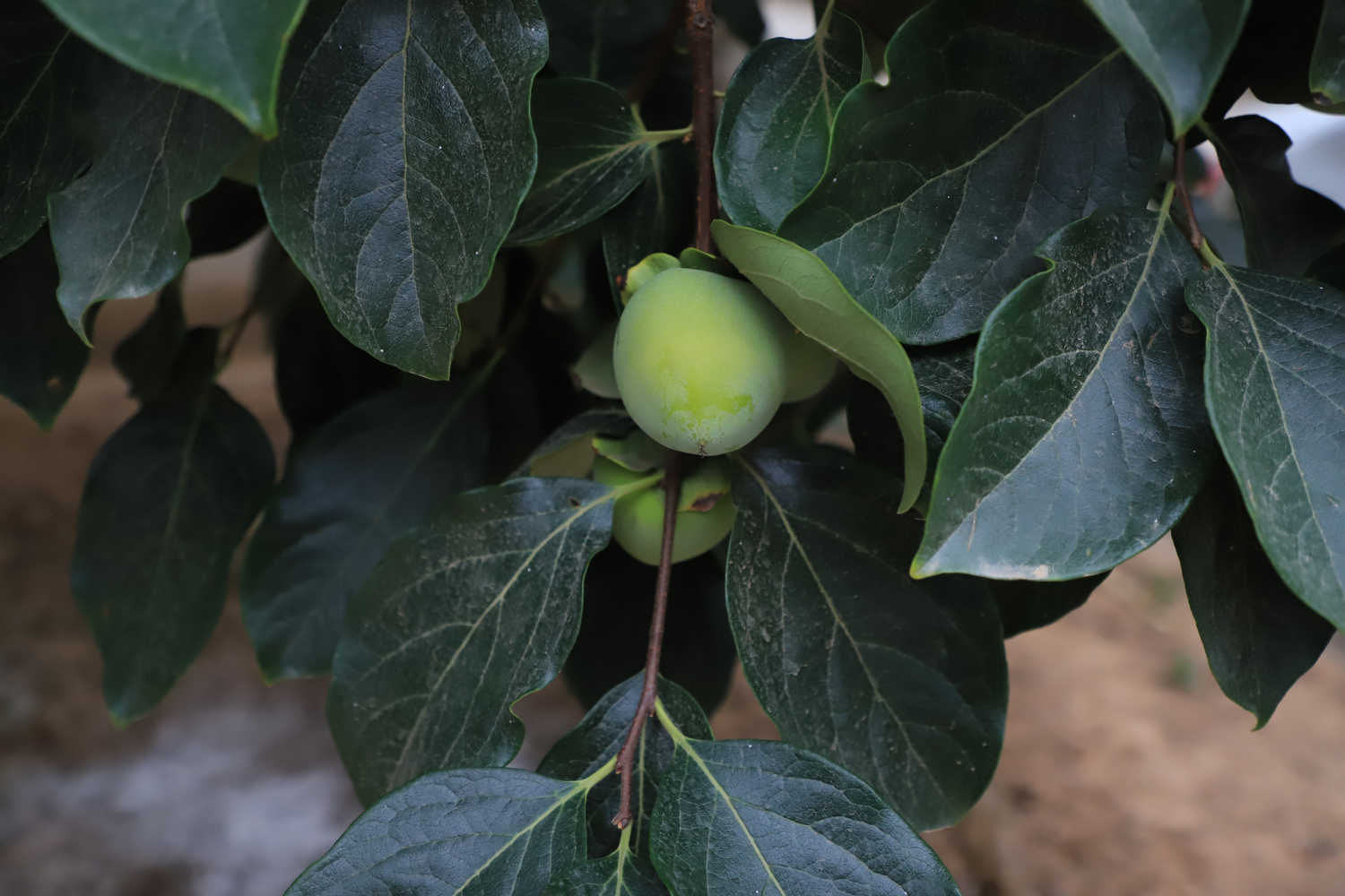 富平县柿子种植户 王亮刚的柿园.png